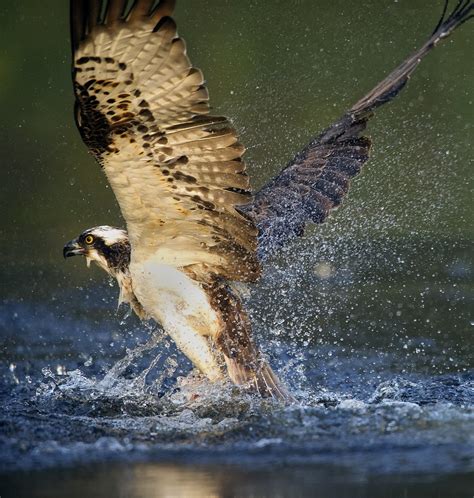 Osprey | A close up of an Osprey fishing. This guy caught up… | Flickr