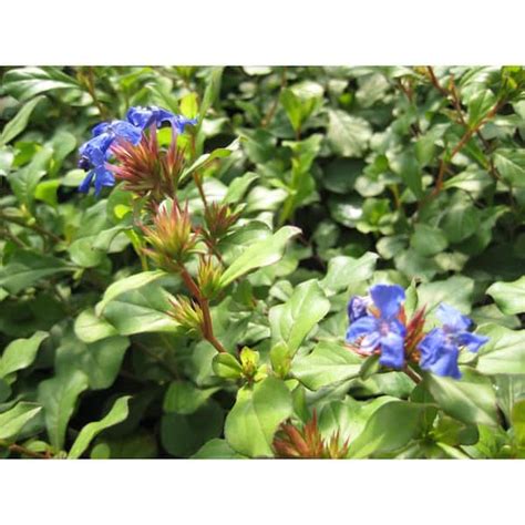 Hardy Plumbago (Ceratostigma plumbaginoides) Plant 10329 - The Home Depot