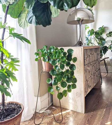 10 Lush Indoor Plants Ideas To Decorate Your Home - Decoholic