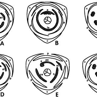 Floral diagrams of six families of the Zingiberales, with androecial... | Download Scientific ...