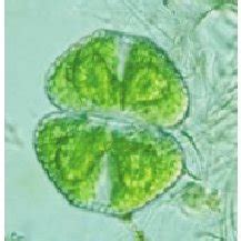 An example of Chrysophyta data installed in the Turkish Freshwater... | Download Scientific Diagram