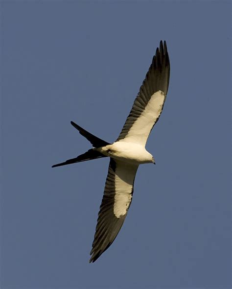 Sky Fliers: The Swallow-tailed Kite - UF/IFAS Extension Pinellas County