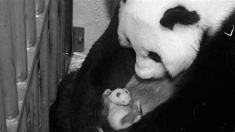 PANDA EXTRAVAGANZA! National Zoo's baby panda is officially one month old! | WOAI