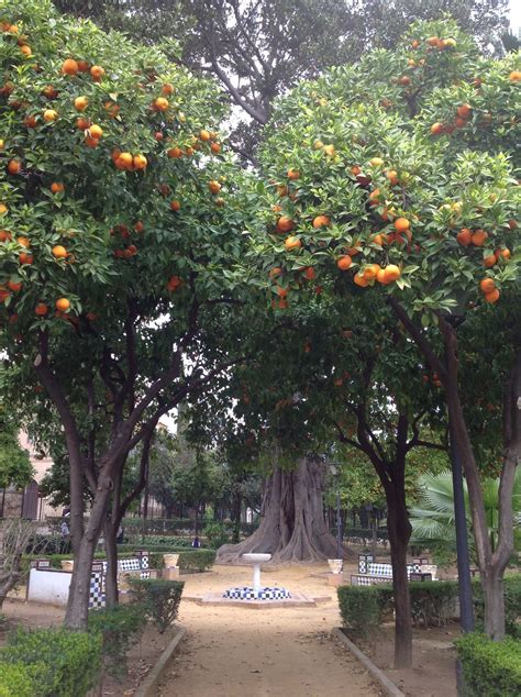 Orange trees in a garden in Seville | Orange tree, Garden, Plants