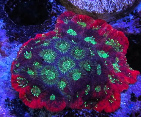 Massive Update at Ultimate Corals (Lots of pics!!) | REEF2REEF ...