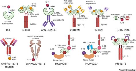 Harnessing IL-15 signaling to potentiate NK cell-mediated cancer ...