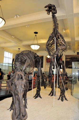 Anatotitan fossil skeletons at New York American Museum of… | Flickr