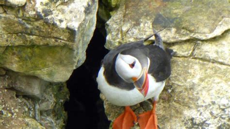 Petition · stop puffin hunting in Iceland - Iceland · Change.org