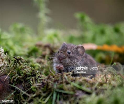 424 Bank Vole Stock Photos, High-Res Pictures, and Images - Getty Images