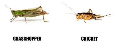 Grasshopper vs Cricket – Explore Zoology