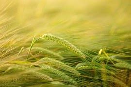 Wheat Field Cornfield · Free photo on Pixabay