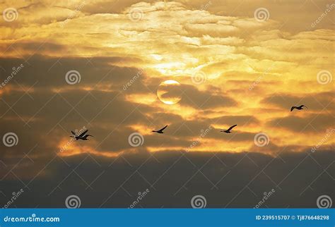 Golden Sunset Sunrise and Crane Flock Against Yellow Clouds. Stock ...