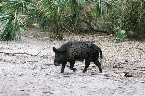 Inside Florida’s lucrative feral hog hunting industry