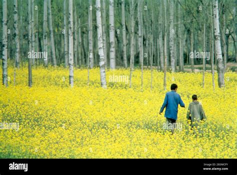 Mustard flowers, jammu and kashmir, India, Asia Stock Photo - Alamy