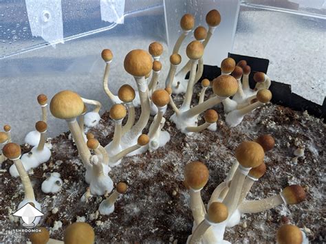 Psilocybe Cubensis Makilla Gorilla magic mushroom