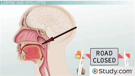 Anatomy Of The Back Of The Throat - slideshare