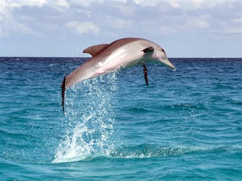 File:Dolphin leap.JPG - Wikipedia, the free encyclopedia