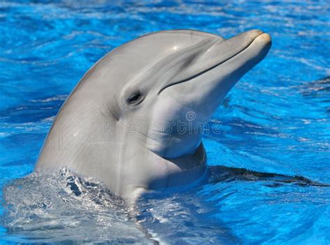 42,527 Dolphin Stock Photos - Free & Royalty-Free Stock Photos from Dreamstime