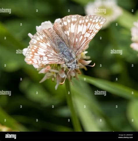 Commen butterfly hi-res stock photography and images - Alamy