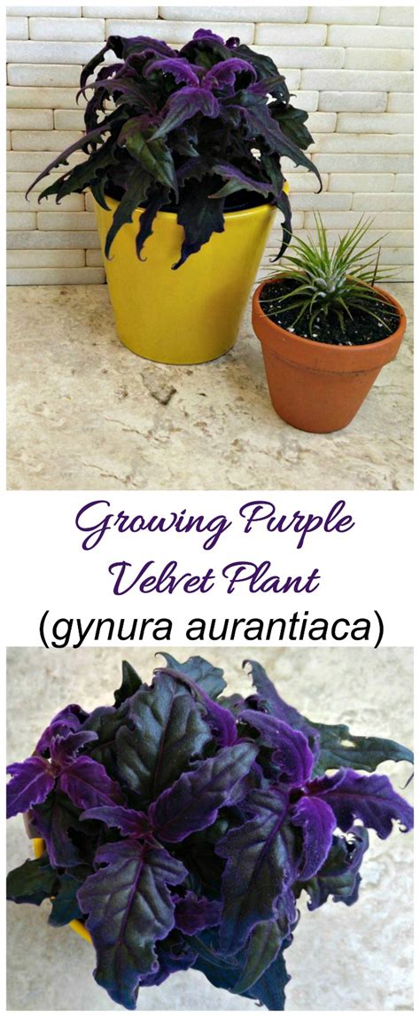 Purple Passion Plant (Gynura Aurantiaca) - Growing Purple Velvet Plants