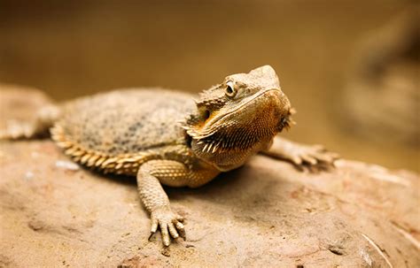 12 Fascinating Facts About The Desert Horned Lizard - The geography teacher