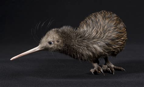 Watch: Kiwi Hatching | Smithsonian's National Zoo and Conservation Biology Institute