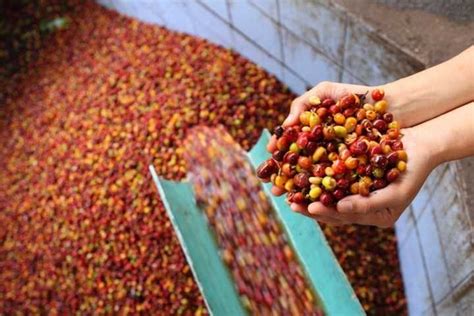 Harvesting and Processing Coffee Beans | Coffee Beans Africa