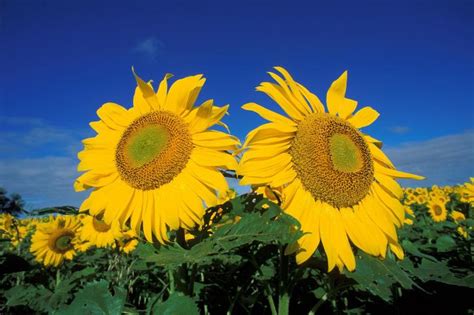 Free picture: sunflowers, field, flower