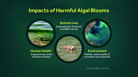 Toxic Algae Blooms in a Changing Climate | Climate Central