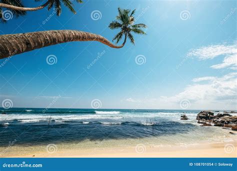 Ocean View with Palm Trees Over the Waves Stock Photo - Image of scenic, bahamas: 108701054