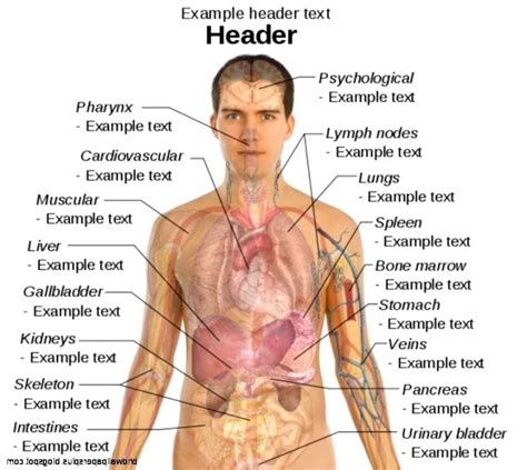 Human Organs Diagram Male - koibana.info | Human body organs, Body ...