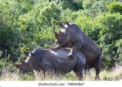 205 Rhino mating Images, Stock Photos & Vectors | Shutterstock