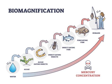 What is Biological Magnification? | Free Expert Q&A | bartleby