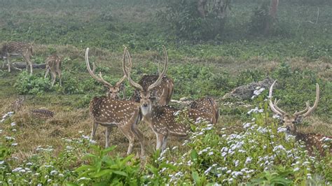 Wildlife Tour In Nepal - Best for Exploring Biodiversity