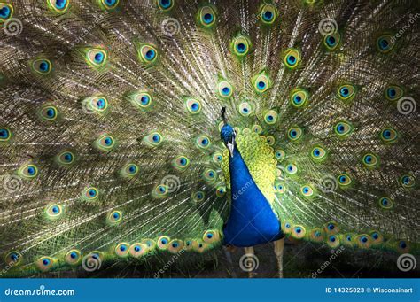 Male Peacock Feathers Full Plumage Stock Photos - Image: 14325823