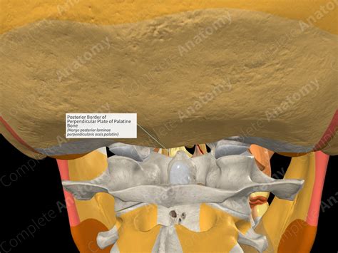 Posterior Border of Perpendicular Plate of Palatine Bone | Complete Anatomy