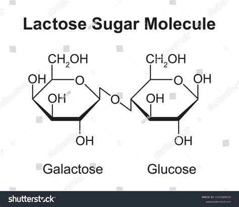 Lactose Sugar Molecules Glucose Galactose Vector Stock Vector (Royalty ...