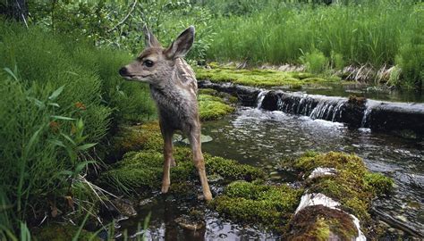 Biotic Factors in Ecosystems | Sciencing