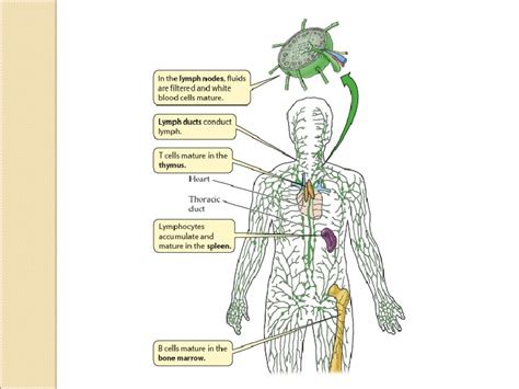 Components of blood Bloodstream Components of blood Human