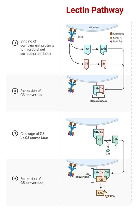 Lectin Pathway of the complement system