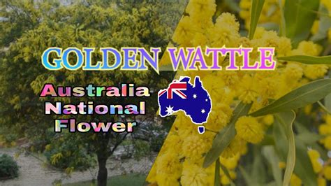 The Golden Wattle | Australia's National Floral Emblem #australia - YouTube