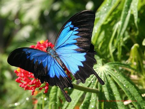 ulysses butterfly | borboletas | Pinterest