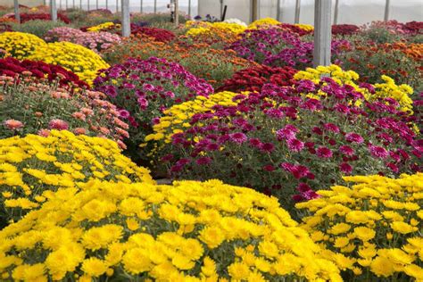 2016 Fall Mums - Salisbury Greenhouse