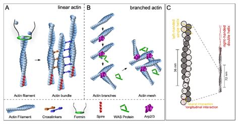 Actin filament formation and helicity. (A) Schematic diagram showing de... | Download Scientific ...