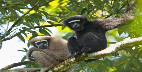 Programme for the Conservation of Eastern Hoolock Gibbon Launched