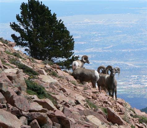 The Summit - The Broadmoor Manitou & Pikes Peak Cog Railway