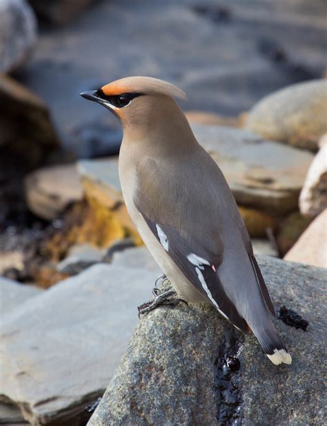 Bohemian Waxwing | Bird | Laura Erickson's For the Birds