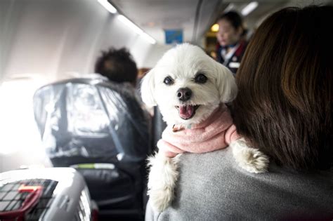 8 things to consider before flying with your pet - The Points Guy