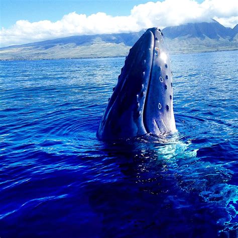 Join us and check out the majestic humpback whales of Maui.