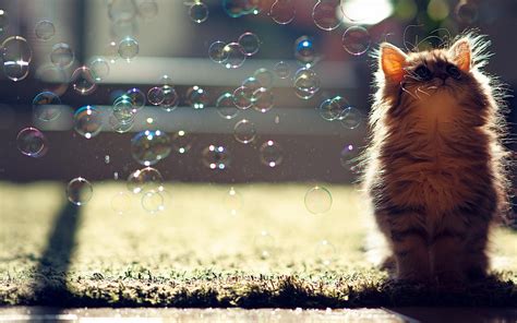 Cat Soap Bubble-Animal World Wallpaper Preview | 10wallpaper.com